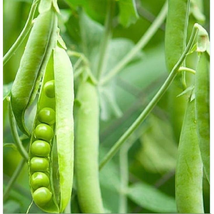 Hạt giống đậu hà lan CT153 - Gói 20gram