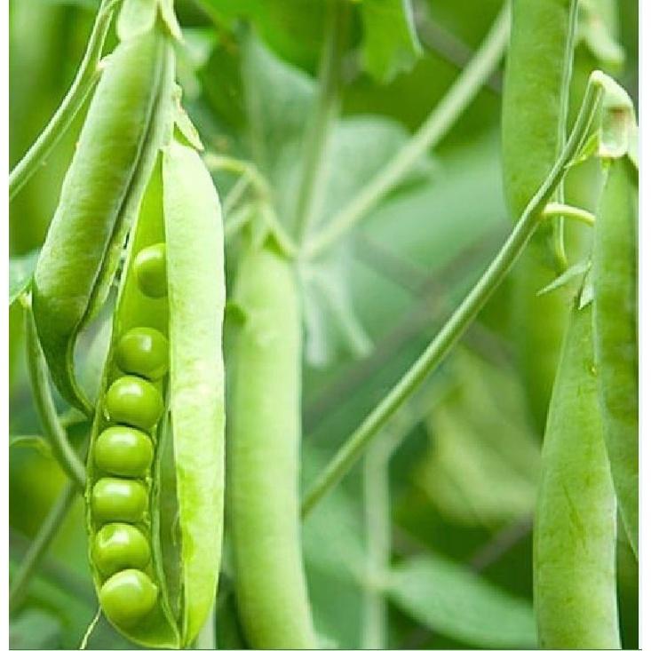 Hạt giống đậu hà lan ( Lấy hạt ) hạt giống chất lượn cao- Gói 20gram