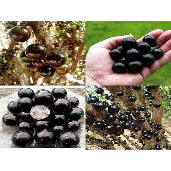 Cây giống nho thân gỗ
