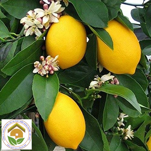 CÂY GIỐNG CHANH VÀNG TỨ QUÝ