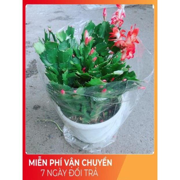 Hoa Tiểu Quỳnh