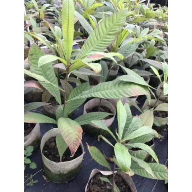 Cây Hồng Xiêm Khổng Lồ Thái Lan 10 Tháng Cho Trái