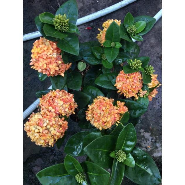 Hoa mẫu đơn vàng cam lá trung siêu bông