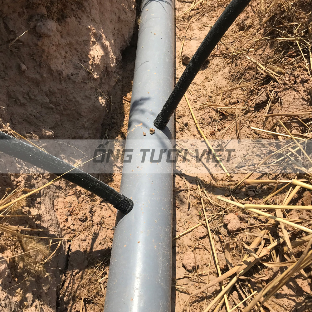 [BH 36 Tháng] Cuộn 200m ống dây tưới LDPE Nguyễn Tân 20mm - dày 1.4mm | Ống chuyên dụng cho hệ thống tưới tự động