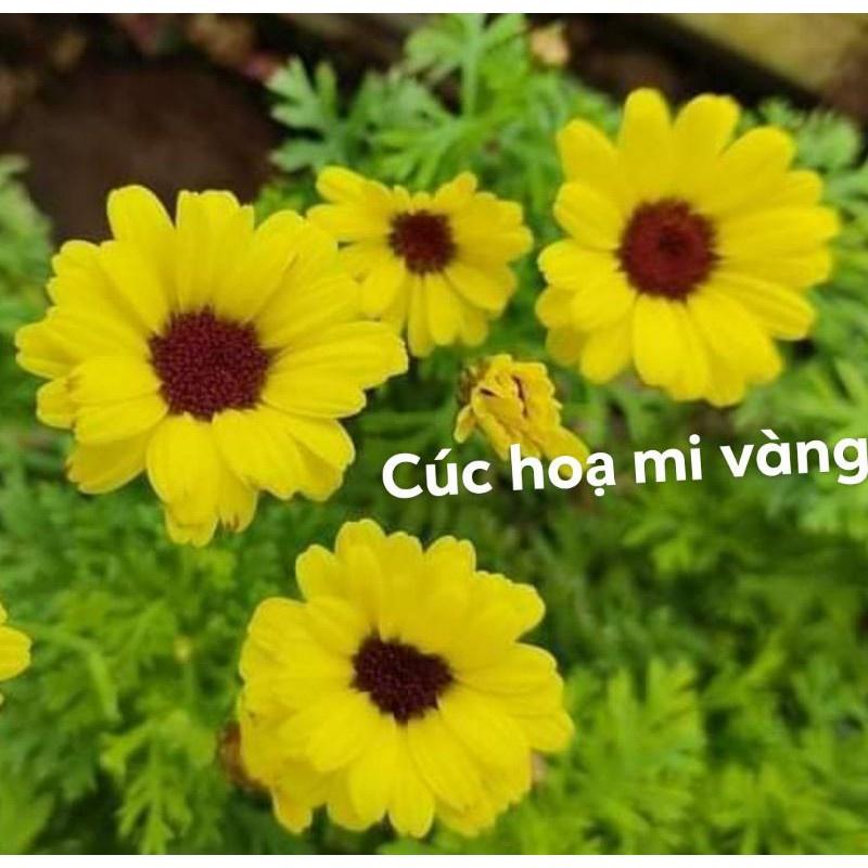 Cúc hoạ mi vàng cánh kép