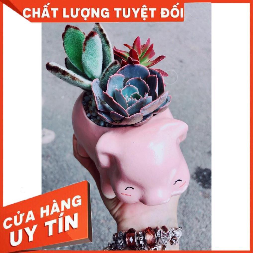 Mẫu chậu sen đá tiểu cảnh 12