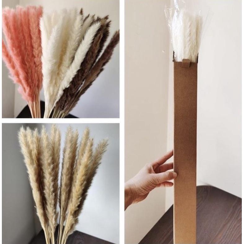 cành cỏ lau Pampass Grass️ Hoa khô trang trí để bàn, phụ kiện chụp ảnh đẹp, decor