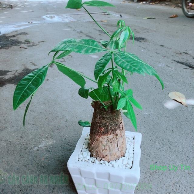 Chậu Kim Ngân Chân Voi