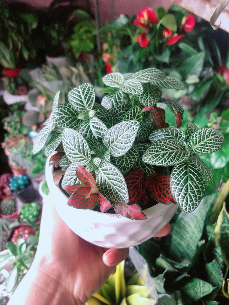 Chậu Cây Cẩm Nhung