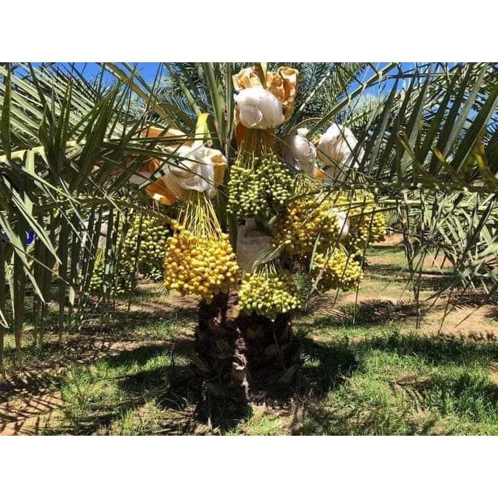 Cây Chà Là Barhee