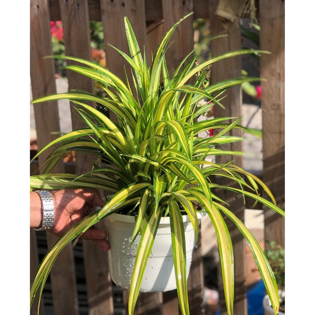 Chậu cây Dứa Mỹ