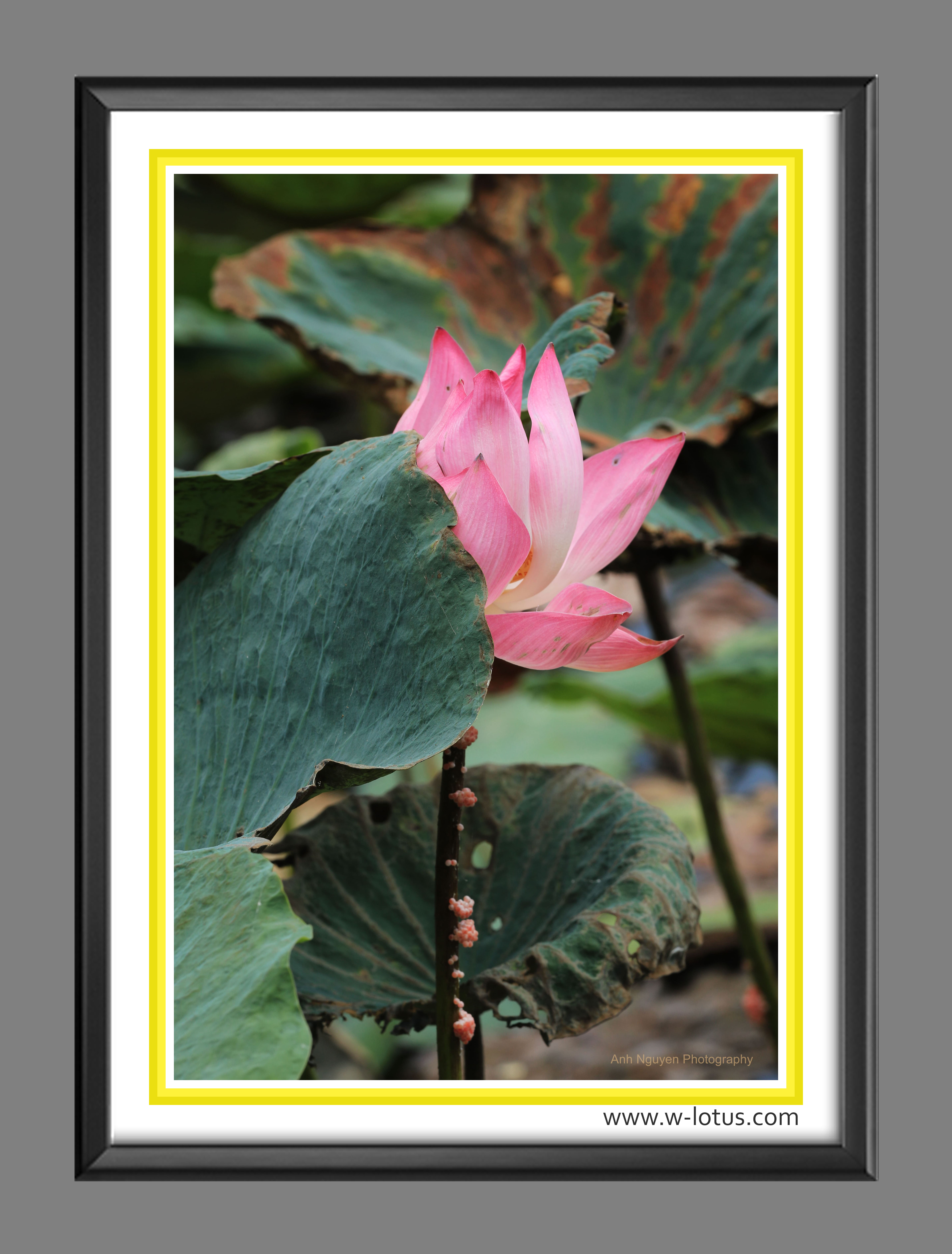 Tranh canvas hoa Sen treo phòng khách ST-00306