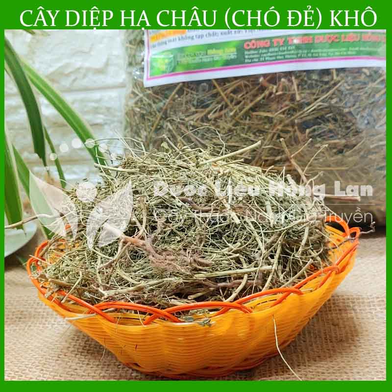 Cây Diệp Hạ Châu khô 500gram
