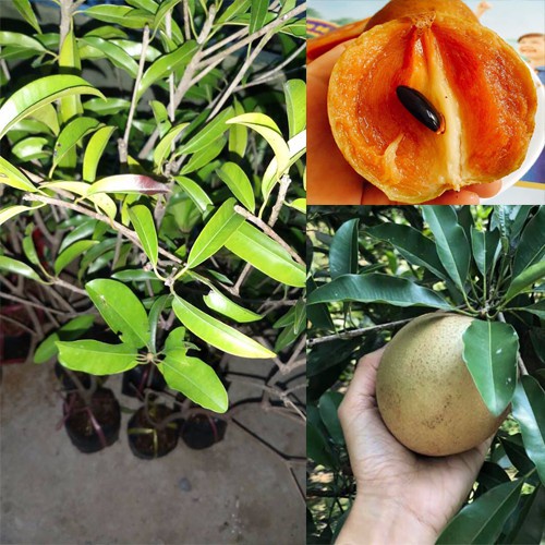 Cây giống Hồng Xiêm Mexico Sapoche_ Cây giống to khỏe, nhiều nhánh cao 80-100cm cho trái sau 12 tháng