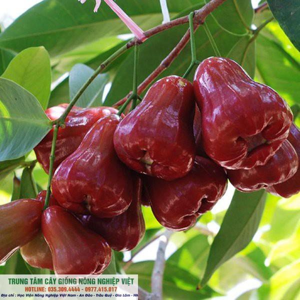 Cây Giống Roi Đỏ Thái Lan