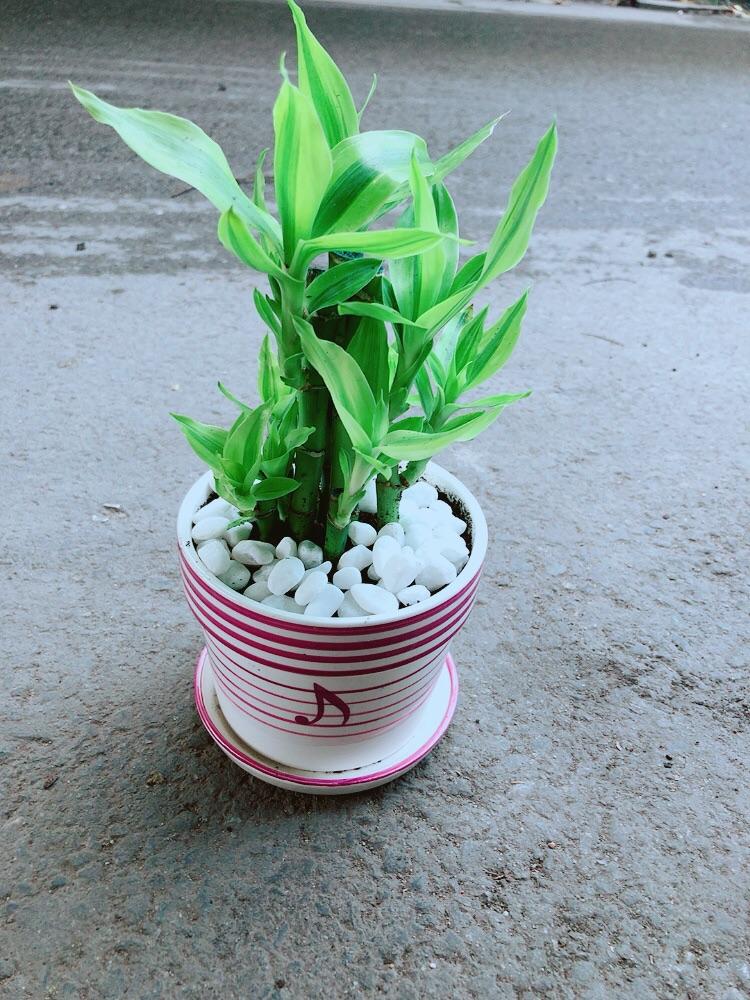 Chậu Cây Trúc Phát Tài