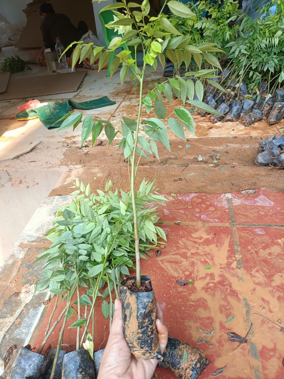 Combo 50 Cây Sưa Đỏ Cao 40cm