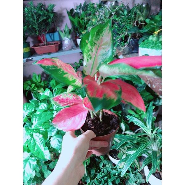 Cây Huyết Rồng