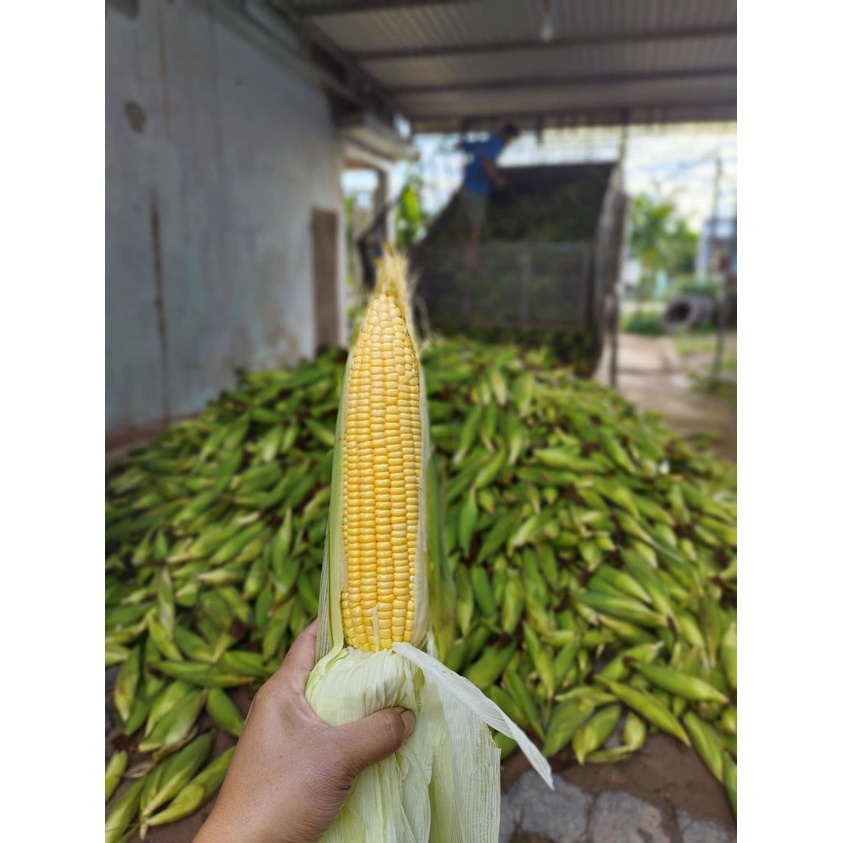Hạt Giống Ngô Siêu Ngọt No va