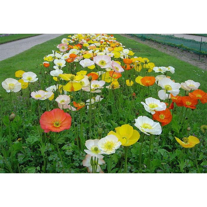 Hạt Giống Hoa Poppy Đơn Mix Màu KNS3730 - Gói 50 hạt