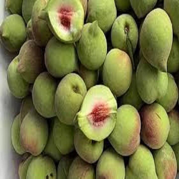 CÂY GIỐNG ĐÀO MỎ QUẠ SAPA