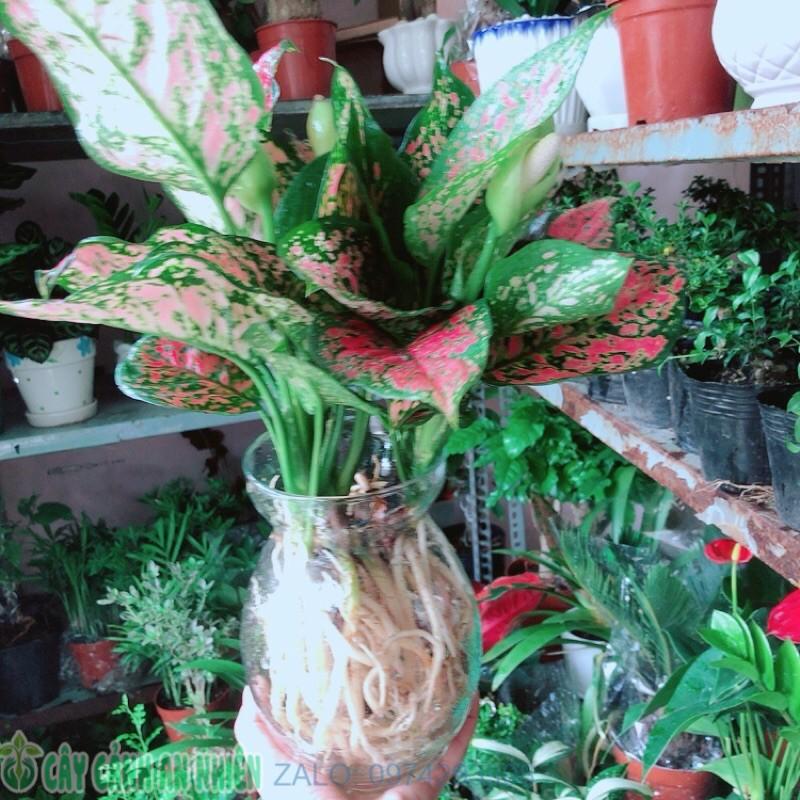 Chậu Cây Vạn Lộc Thuỷ Sinh