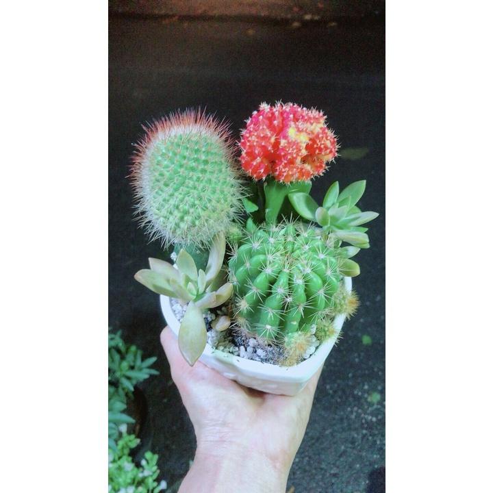 Chậu Cây Xương Rồng Tiểu Cảnh