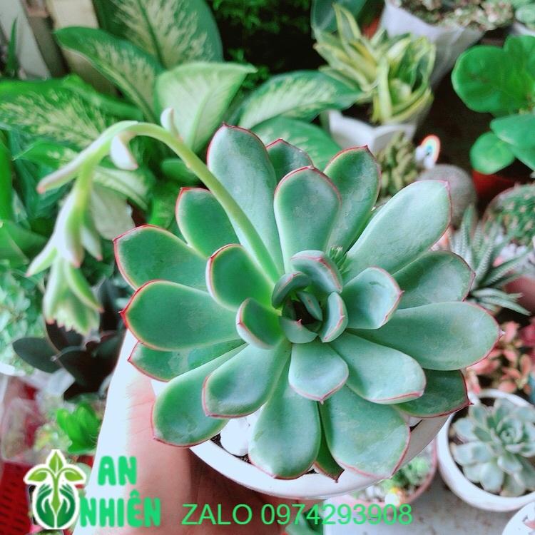 Chậu Sen Đá Viền Hồng