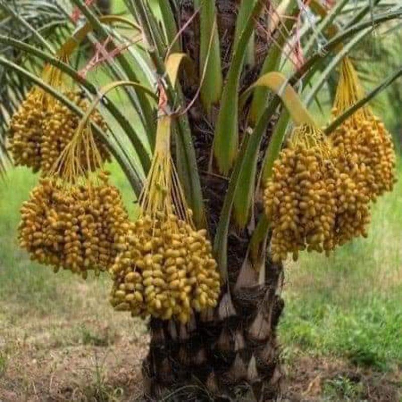 Cây giống chà là ăn quả