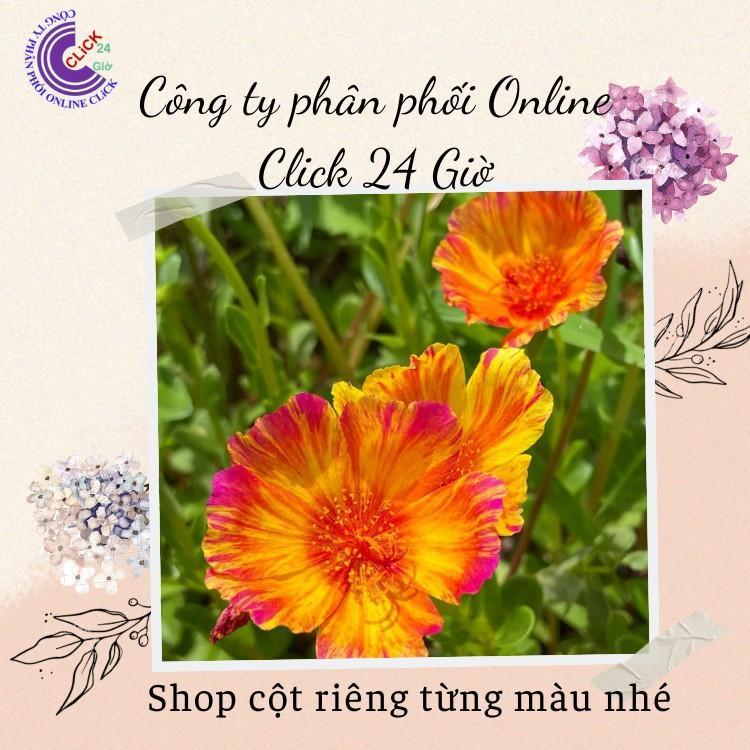 200g Cành Giống Hoa Sam Chuẩn SAM THÁI Nhập Khẩu Hoa To Màu Số 14 Thống Soái Hoa Mười Giờ Bonsai &amp; Phụ Kiện