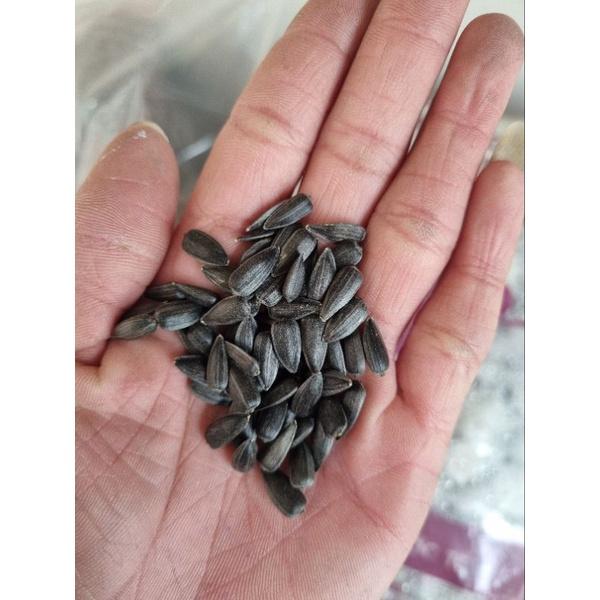 Hạt giống hoa Hướng Dương Đỏ - gói 30g