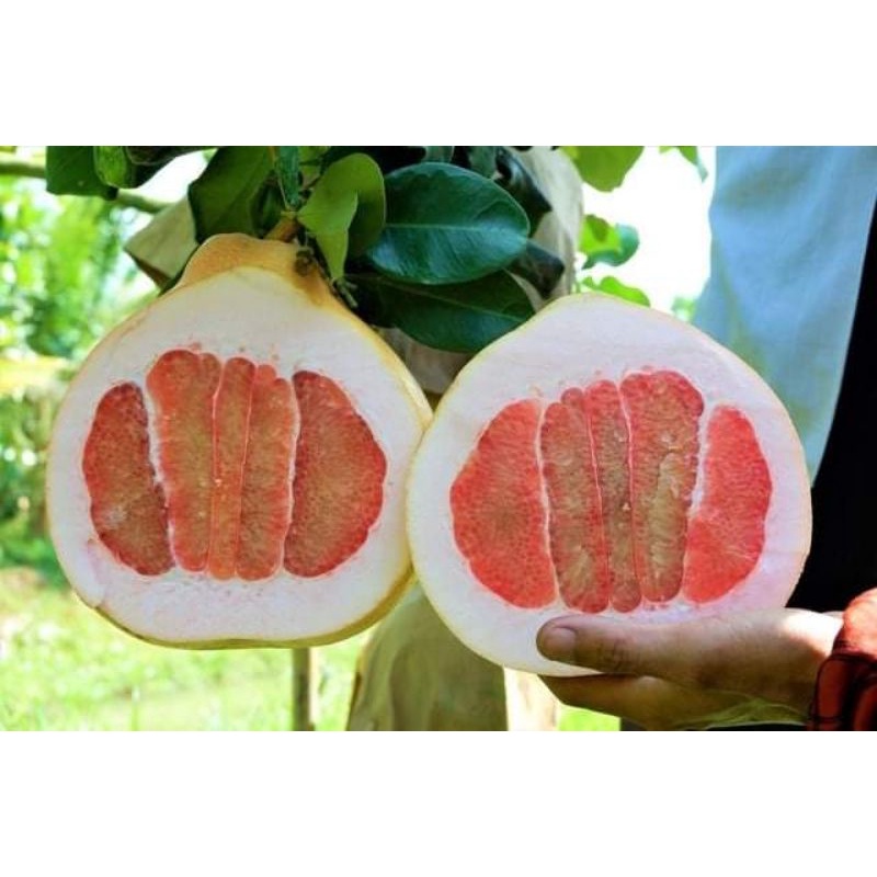 Cây giống bưởi tam hồng siêu sớm