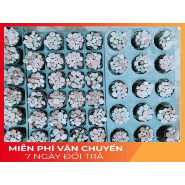 Chậu Cây Thạch Lan
