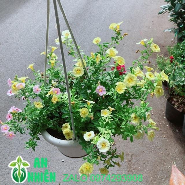 Chậu Hoa Triệu Chuông