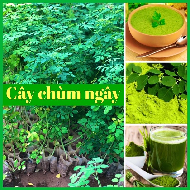 Cây chùm ngây ( ba đậu dại) gieo hạt cao 40-80 cm