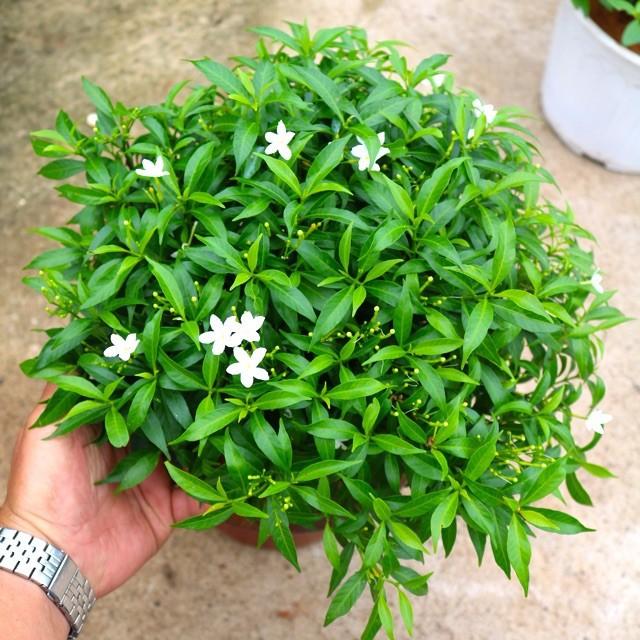 BẦU CÂY GIỐNG MAI VẠN PHÚC