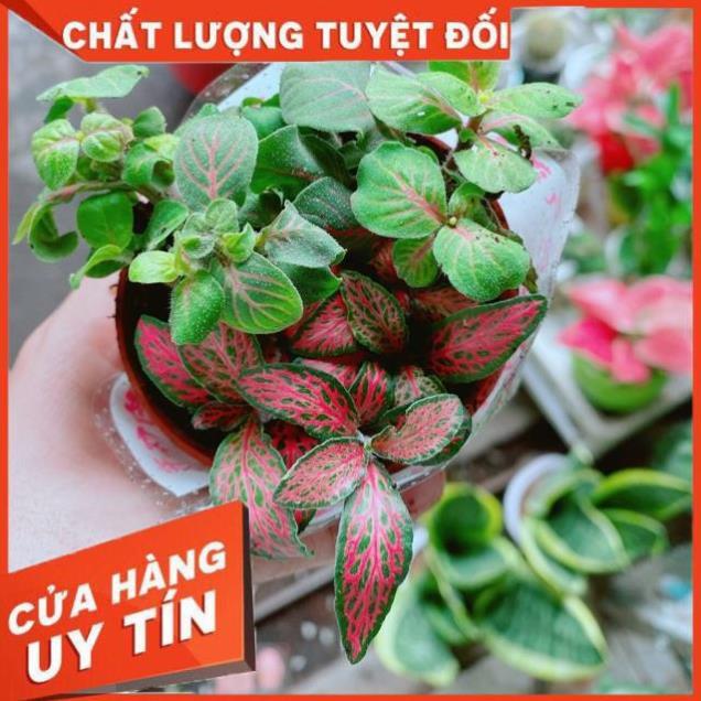 Chậu Cẩm Nhung