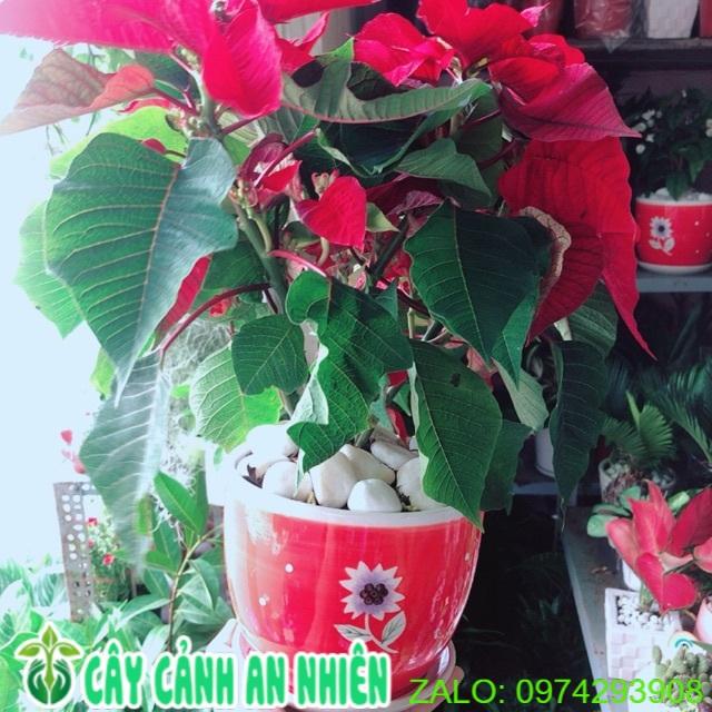 Chậu Cây Trạng Nguyên