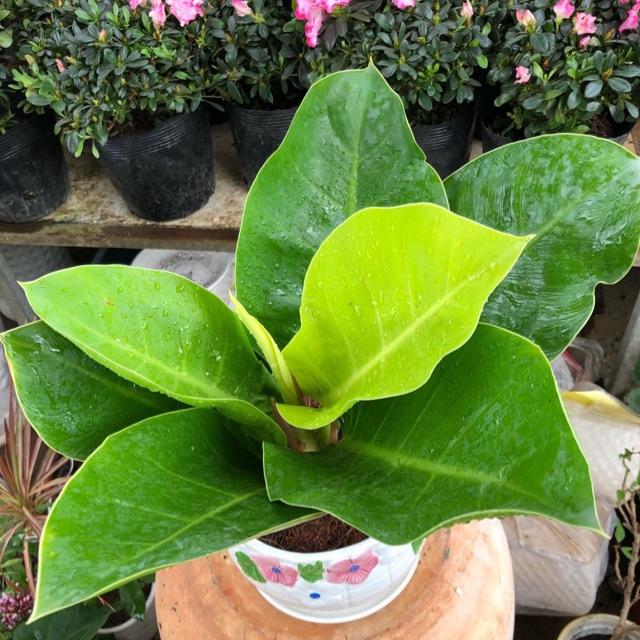 Chậu Sứ Trầu Bà Đế Vương Xanh