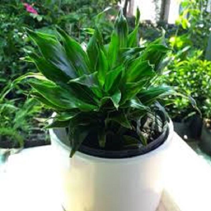 CHẬU CÂY PHÁT TÀI NAM MỸ