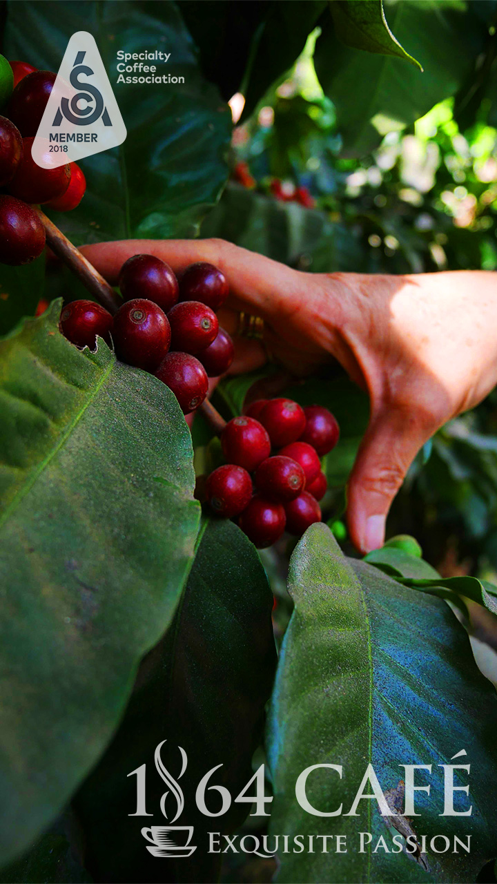 Cà phê hảo hạng 1864 CAFÉ Guatemala Puerta Verde nguyên hạt 220g