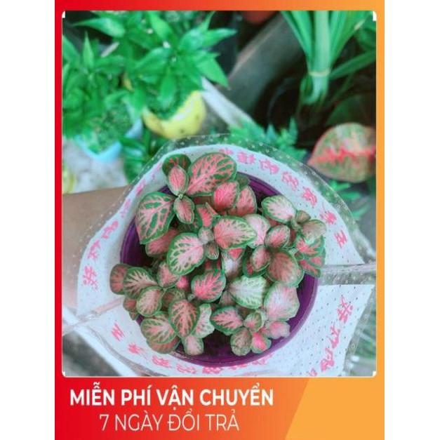 Cầm Nhung Hồng