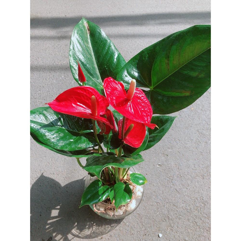 Chậu Cây Hồng Môn Thủy Sinh Size Lớn