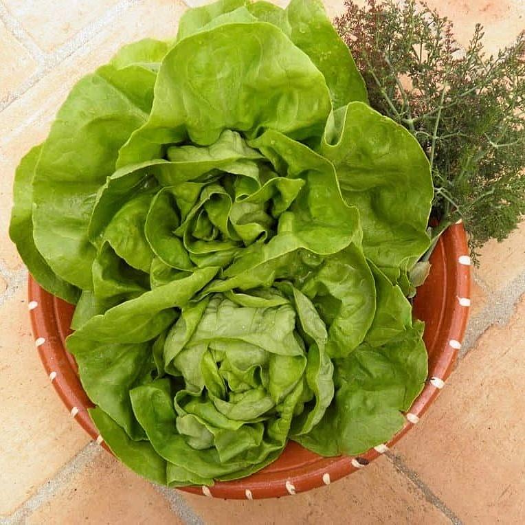 Hạt giống Xà lách búp Rado 45 gói 5gr