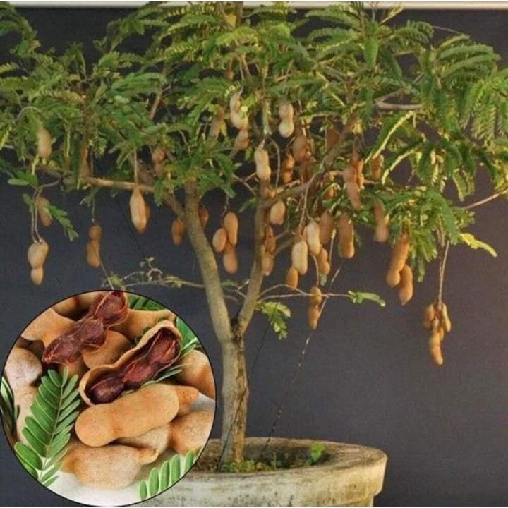 Cây Me Thái Giống Cho Trái Siêu Sớm