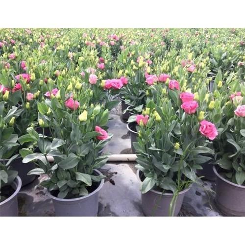 HOA CÁT TƯỜNG-CHẬU CÂY ĐANG NỤ VÀ HOA-
