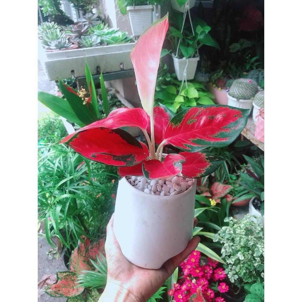 Chậu Cây Phú Quý Đỏ