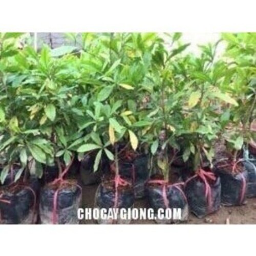 Cây Thần Kỳ - Nhà vườn Xuân Khương