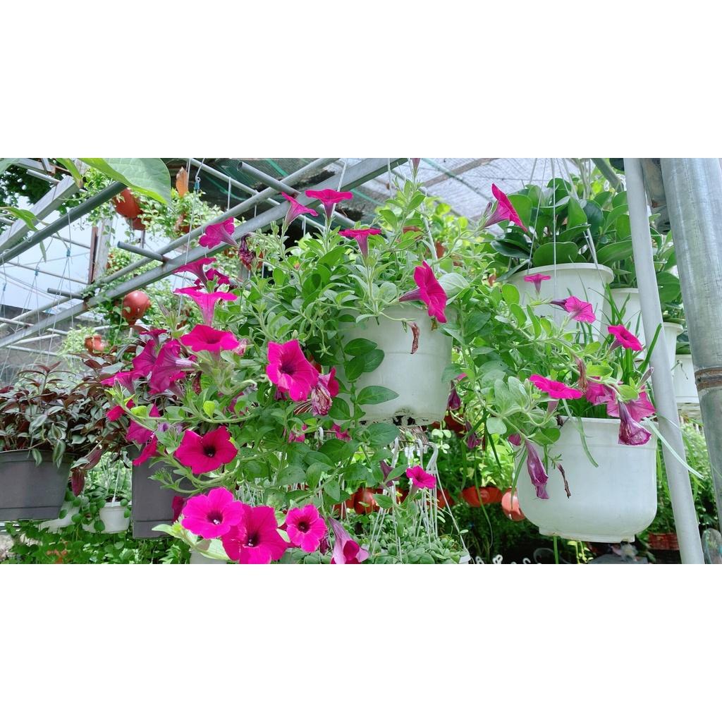 Chậu Hoa Dạ Yến Thảo
