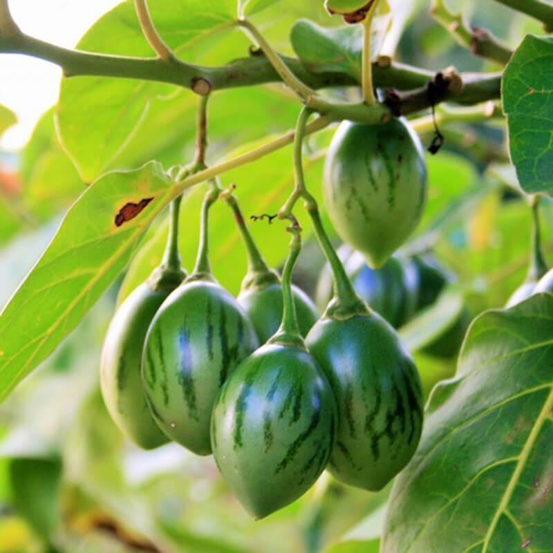 Hạt Giống Cà Chua Thân Gỗ Tamarillo 10 hạt/gói ( tặng kèm gói thuốc kích thích ươm hạt)